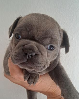 Cucciola bulldog francese blu