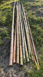 Canne di Bambù Gigante in Provincia di Torino