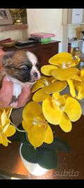 Cuccioli di chihuahua con pedigree