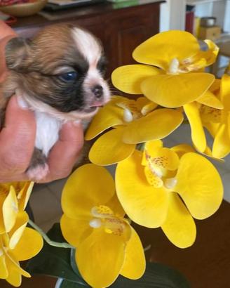 Cuccioli di chihuahua con pedigree