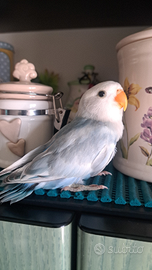 Inseparabile allevato a mano