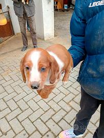 Bassotti piebald