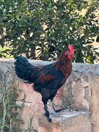 Disponibile 1 gallo Marans e 1 moroseta collo nudo