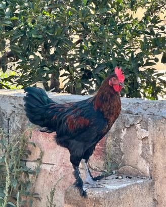 Disponibile 1 gallo Marans e 1 moroseta collo nudo