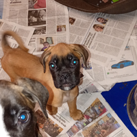 Cuccioli di Boxer