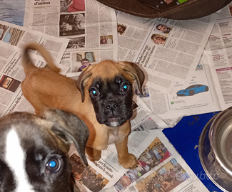 Cuccioli di Boxer