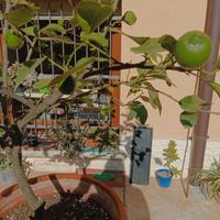 Pianta di limone