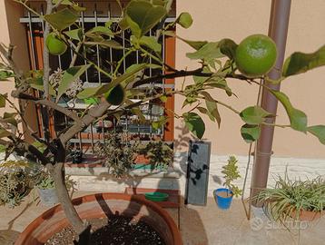 Pianta di limone