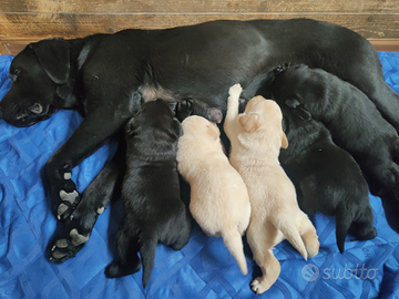 Cuccioli di labrador retriever