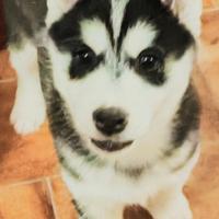Husky siberiano