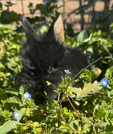 Coniglio testa di leone nero
