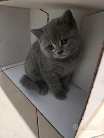 Gattini scottisch straight