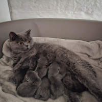 British Shorthair
