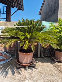 pianta Cycas