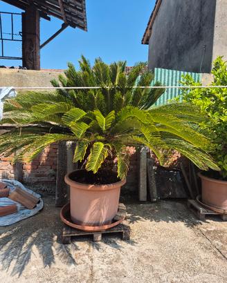pianta Cycas