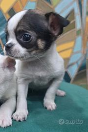 Chihuahua mini toy