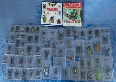 Collezione Insetti di tutto il mondo - De Agostini