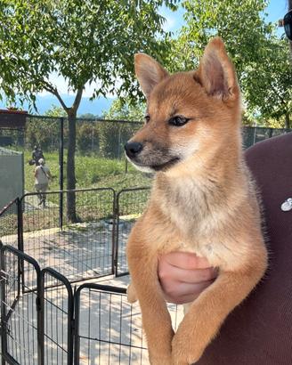 Sayuri, shiba inu con pedigree