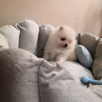 Spitz tedeschi nani Pomerania cuccioli