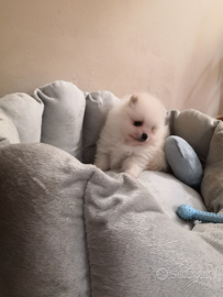 Spitz tedeschi nani Pomerania cuccioli