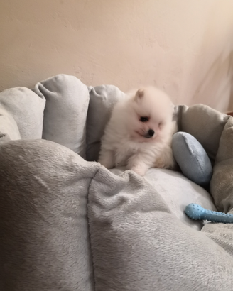 Spitz tedeschi nani Pomerania cuccioli