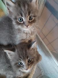 Maine coon/ siberiano Neva Mascherade 