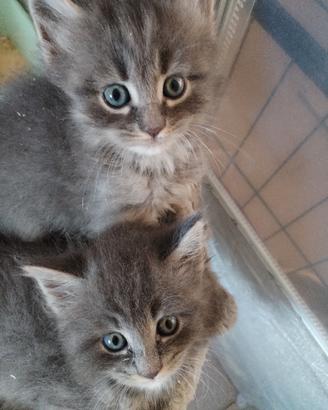 Maine coon/ siberiano Neva Mascherade 