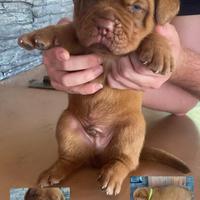 Cuccioli Dogue de Bordeaux