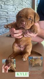 Cuccioli Dogue de Bordeaux