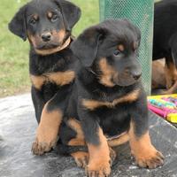 Cuccioli di Beauceron
