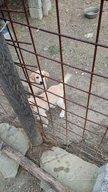 Cuccioli da tartufo 