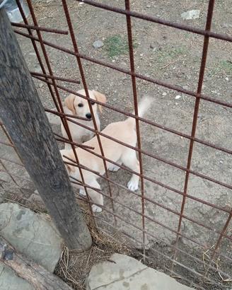 Cuccioli da tartufo 