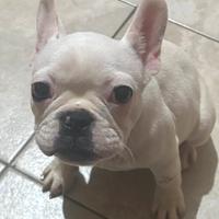Bulldog francese