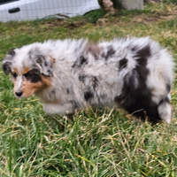 Cucciola pastore australiano blue merle