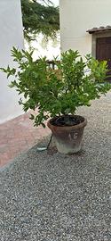Limoni