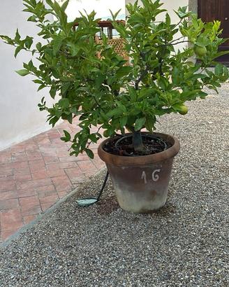 Limoni