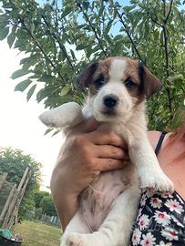 Jack russell terrier ruvido