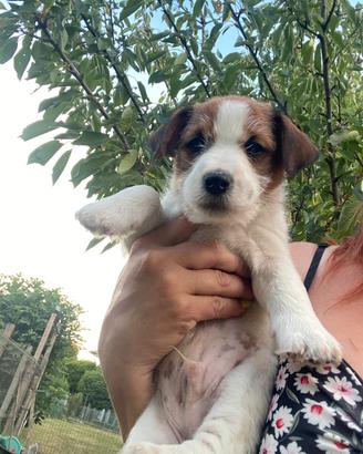 Jack russell terrier ruvido