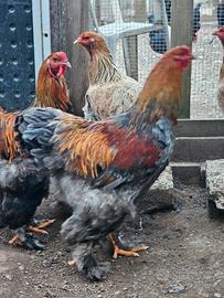 Galline brahma gigante