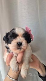 Shih tzu con pedigree
