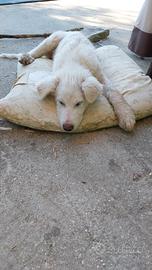 Cuccioli dolcissimi di maremmano