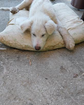 Cuccioli dolcissimi di maremmano