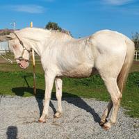 Cavallo Lusitano