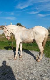 Cavallo Lusitano