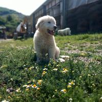 Cuccioli di Pastore Maremmano