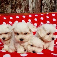 Piccoli cuccioli Maltese