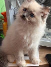 Ragdoll