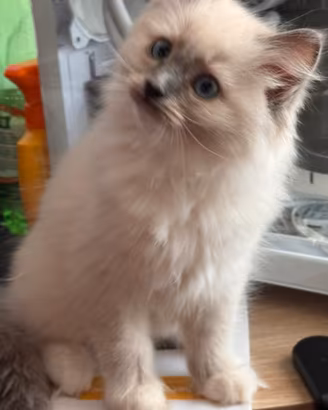 Ragdoll