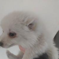 Volpino nano tedesco cuccioli