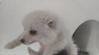 Volpino nano tedesco cuccioli